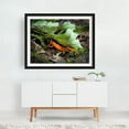 thumbnail image 2 of Notophthalmus viridescens - New York Photography Wildlife Woodland Nature Autumn Insect Forest Animal Black Framed Wall Art Print 8 x 10 inches, 2 of 3