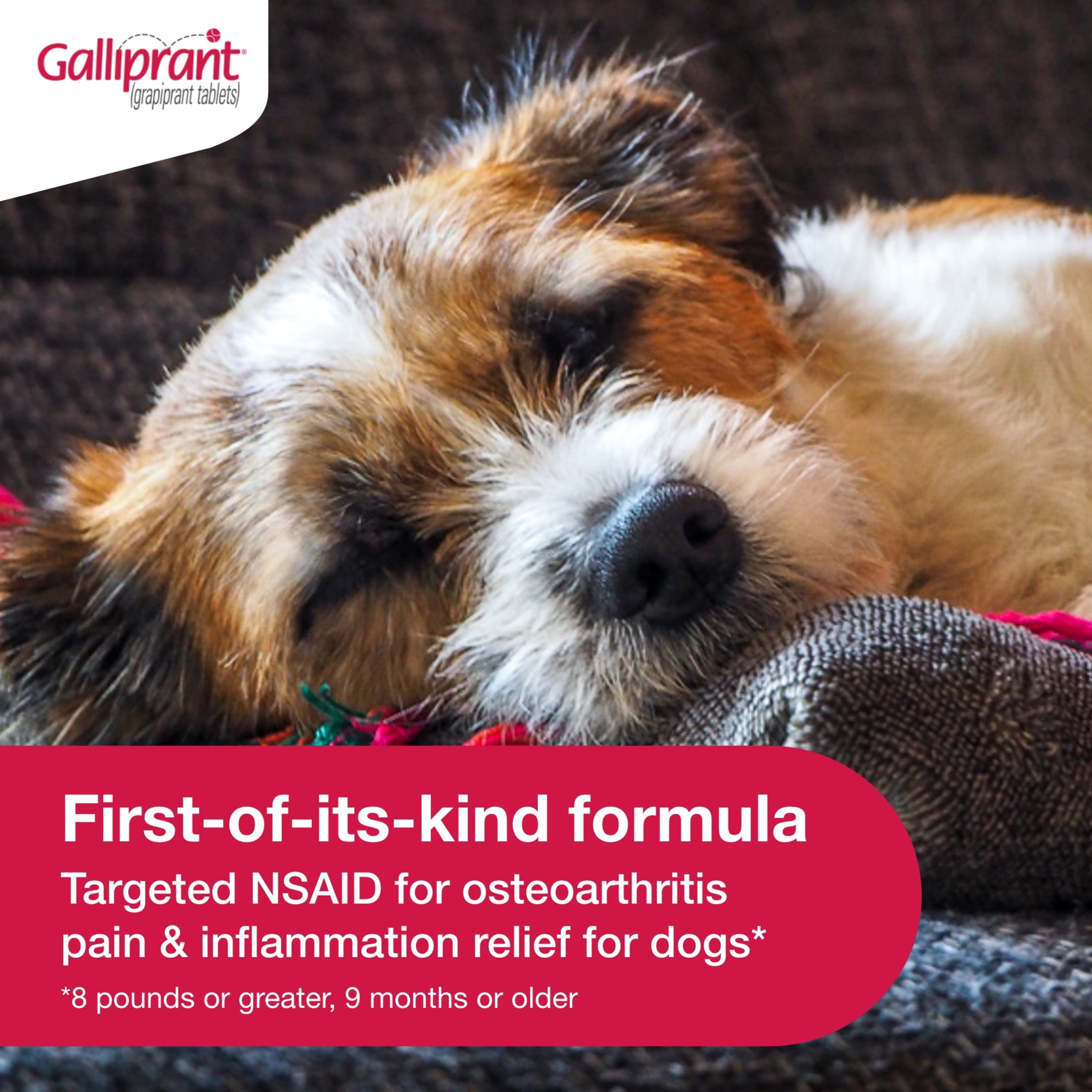 Galliprant Osteoarthritis Pain & Inflammation Control for Dogs | 20mg | 90 Flavored Tablets