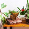 thumbnail image 4 of Cute Highland Cow Succulent Planter Pot Resin Flowers Succulent Pot Highland Cow Planter Decor, 4 of 5
