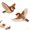 Sparrow*2, variant on Flying Bird Cat Toys for Indoor Cats, Rechargeable Interactive Flapping Toy with Chirping Sounds and Vibration Sensor for Cats and Kittens