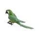 thumbnail image 2 of Modelo de loro artificial, accesorios de jardín de hadas, adorno de loro de simulación para Verde, 2 of 9