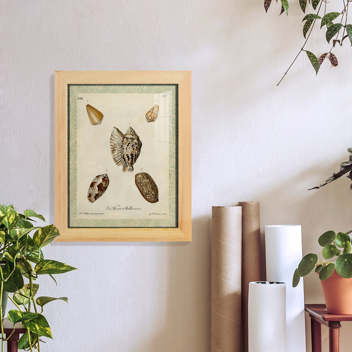 Bookplate Shells II - Framed Print w/glass - Natural Wood