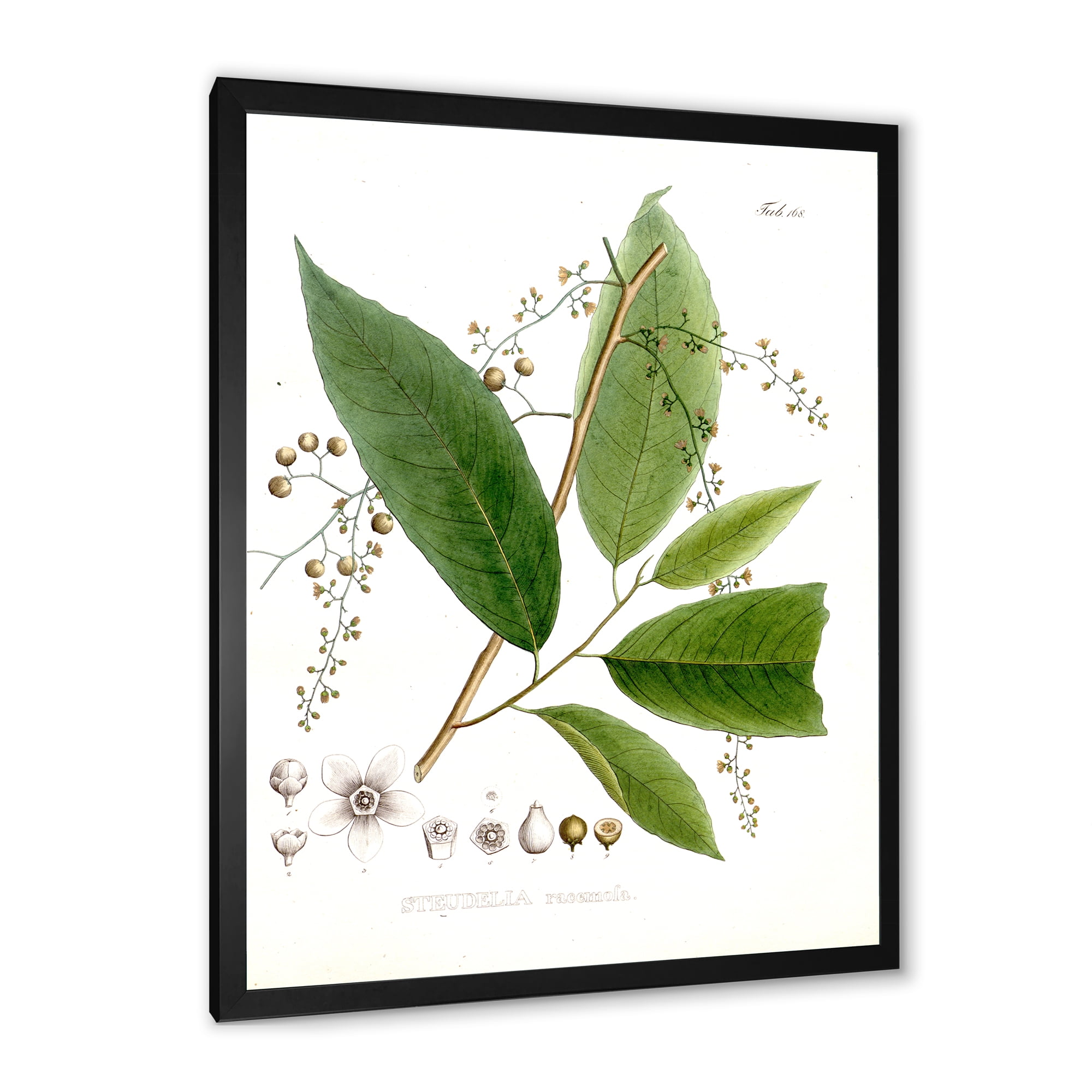 Designart 'Ancient Brazilian Plant I' Traditional Framed Art Print