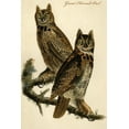 thumbnail image 2 of Art.com Great Horned Owl Art Print by John James Audubon, 16" x 24", 2 of 4
