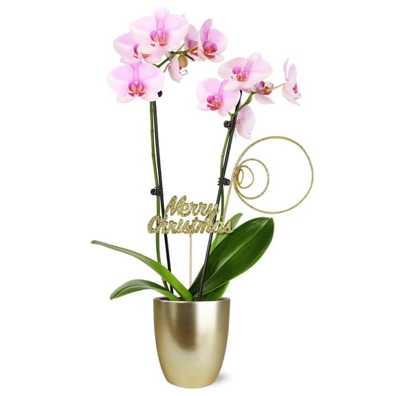 Just Add Ice 16-30" Premium Light Pink Orchid Live Plant in 5" Gold Ceramic Planter with Merry Christmas Pick, House Plant