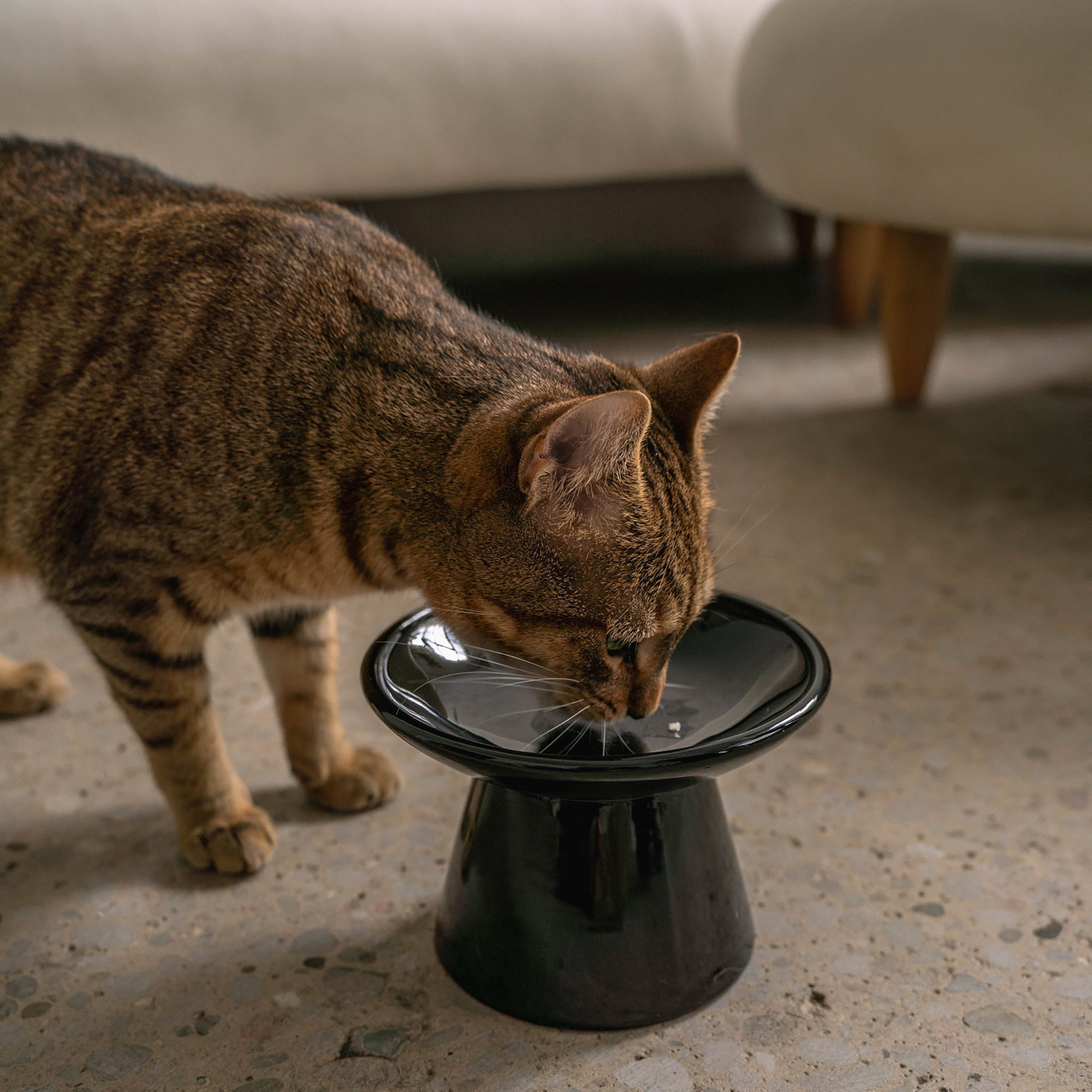 Dexypaws: Flat Top Ceramic Bowl For Cats - Black - 7.5oz Capacity, Stylish Pet Safe Feeding Dish, Dishwasher Safe, Food & Water, Scratch Resistant