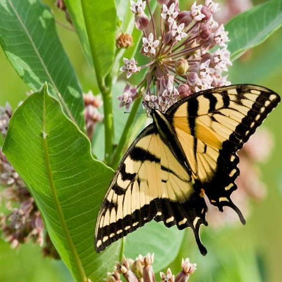 Outsidepride Milkweed Common - 100 Seeds