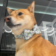 thumbnail image 4 of Cómodo collar de perro con lazo ajustable suave pajarita collar de perro, MFZFUKR CPB-US-YY137-3, 4 of 6
