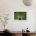 thumbnail image 3 of Natural, Symmetric and Colorful Male Peacock in Sunlight, Animals Framed Art Print Wall Art by Pascal Halder Sold by Art.Com, 3 of 5