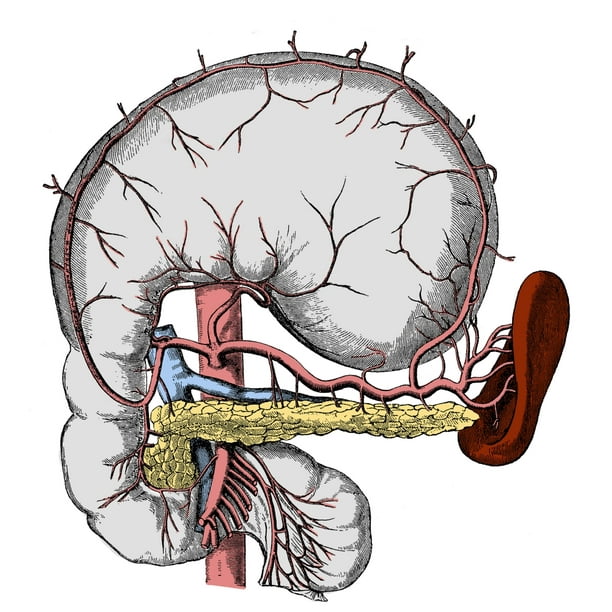 Abdominal Anatomy Stretched Canvas - Science Source (18 x ...