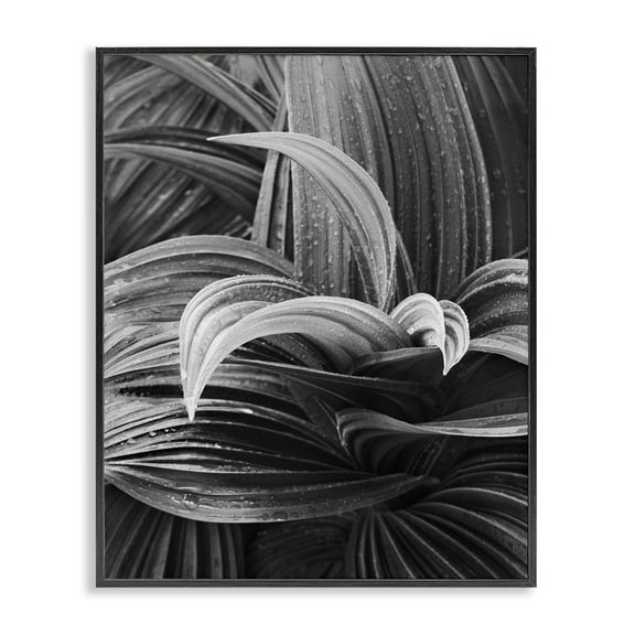 Stupell Industries Wet Leaves Detail Botanical & Floral Photography Black Framed Art Print Wall Art, 11 x 14