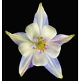 thumbnail image 2 of Reynolds, Richard 20x21 White Modern Wood Framed Museum Art Print Titled - Columbine Origami Blue 2, 2 of 4