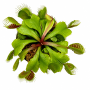 Venus Flytrap 'Flexx' Carnivorous Plant in 2 Pot