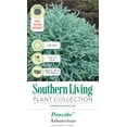 thumbnail image 3 of Southern Living Pancake Arborvitae Live Shrub in 3-Gallon Grower Pot, 3 of 10