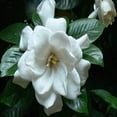 thumbnail image 2 of Gardenia 16oz Bottle for Candle Making, Soap Making, Tart Making, Room Sprays, Lotions, Car Fresheners, Slime, Bath Bombs, Warmers, 2 of 4