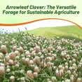 thumbnail image 7 of Outsidepride 10 lb. Annual Arrowleaf Clover Seed for Forage, Hay, Greenchop, & Grazing, 7 of 7