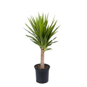 Delray Plants Mass Cane Dracaena Fragrans Corn Plant Easy To