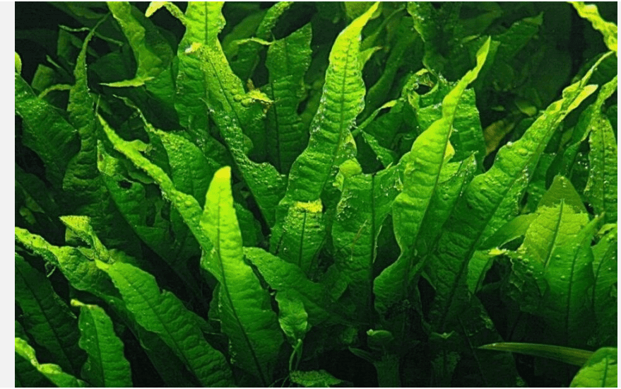 Java Fern Live Aquarium Plant (Microsorum pteropus)