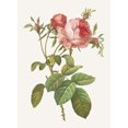 thumbnail image 2 of Redoute, Pierre Joseph 11x14 Gold Ornate Wood Framed with Double Matting Museum Art Print Titled - Rosa Centrifolia Foliacea, 2 of 4
