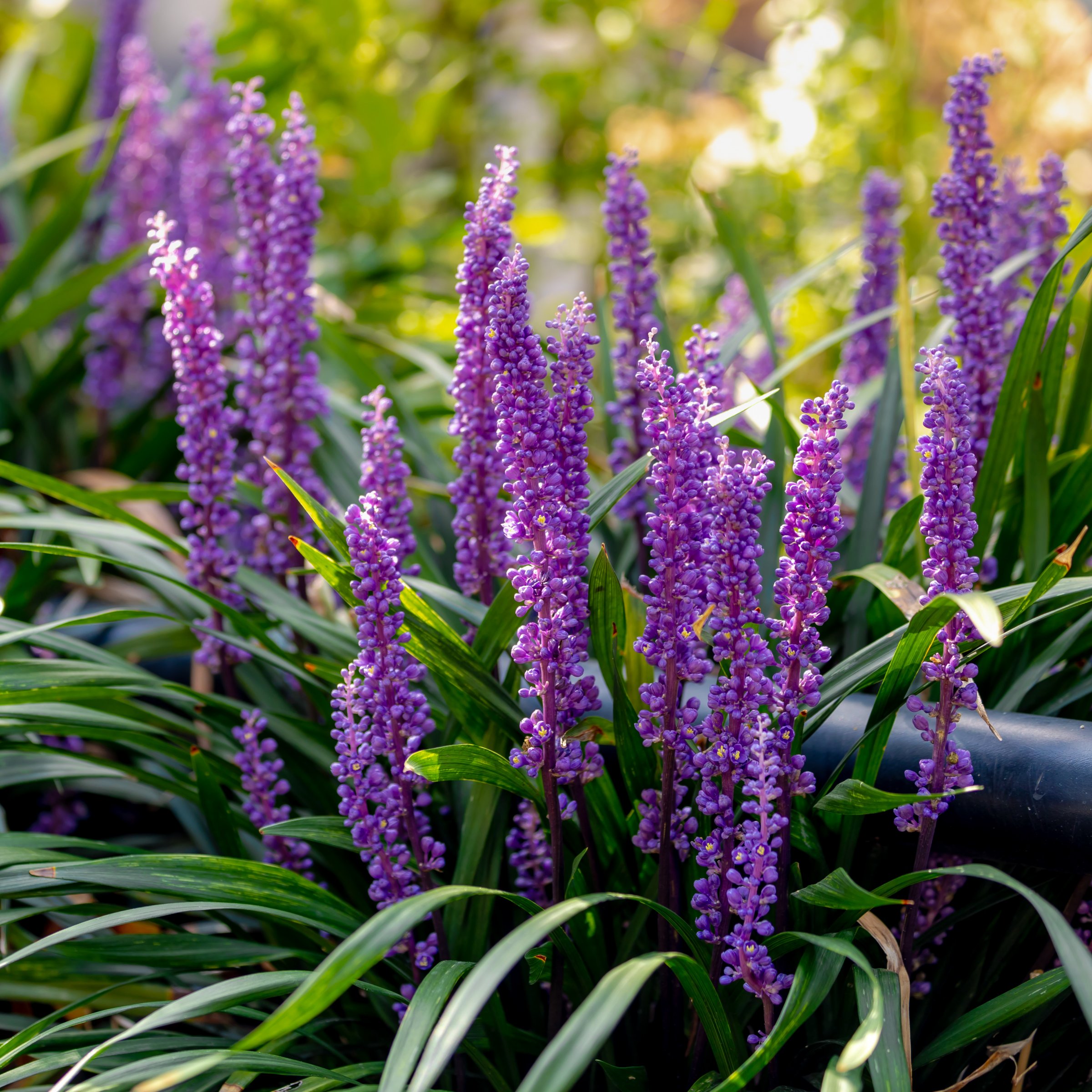 National Plant Network 1 gal. Liriope Emerald Goddess Grass