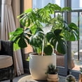 thumbnail image 4 of Glass Plant Watering Globes,Self Watering Globes Bird Shape,Plant Watering Devices,Self Watering Planter Insert,Automatic Watering Bulbs for Indoor Plants(A), 4 of 9