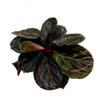 Calathea Roseopicta Dottie, 4 inch, Goeppertia 'Black Rose', Rose Painted, Black Rose