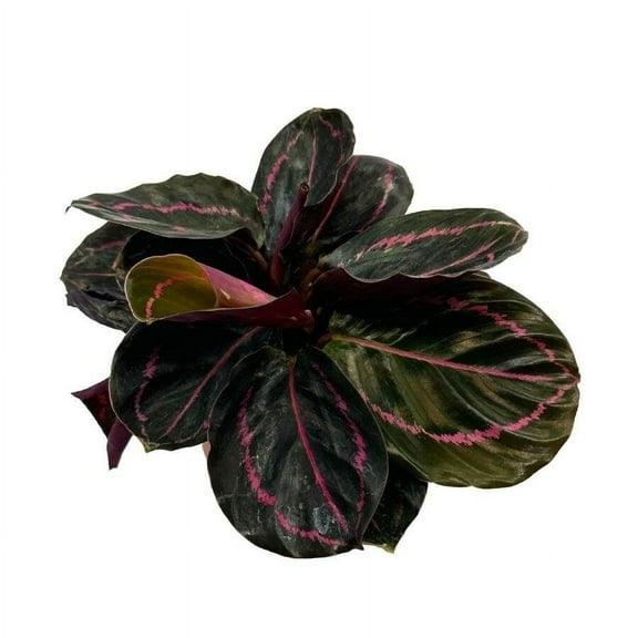 Calathea Roseopicta Dottie, 4 inch, Goeppertia 'Black Rose', Rose Painted, Black Rose