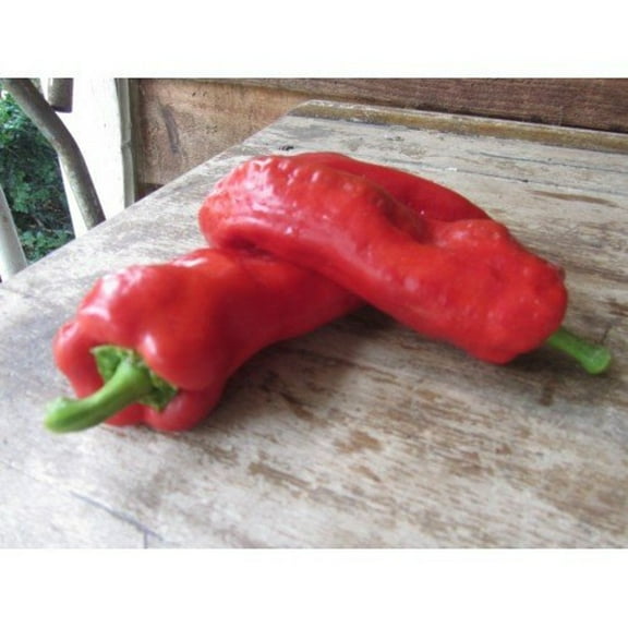 Choricero Cuerno de Cabra Heirloom Pepper Premium Seeds Packet