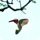 thumbnail image 5 of Regalo Colgante de Pájaro Hecho a Mano, 5 of 6