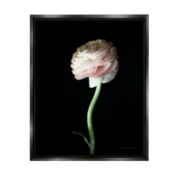 Stupell Industries Ranunculus Flower Photography Botanical & Floral Photography Black Floater Framed Art Print Wall Art, 17 x 21