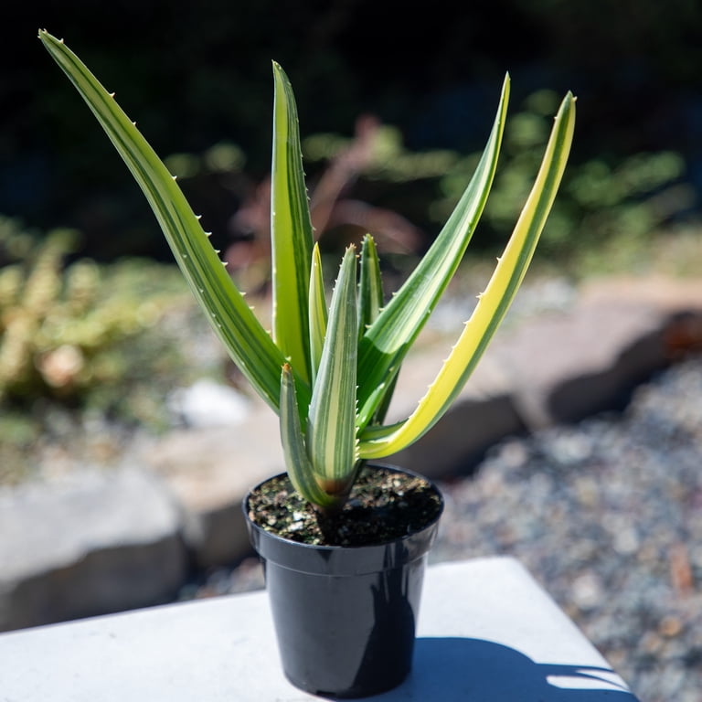 Altman Plants Variegated Rare Aloe Tree 'Hercules' Unique Succulent in 3.5"  Grower Pot