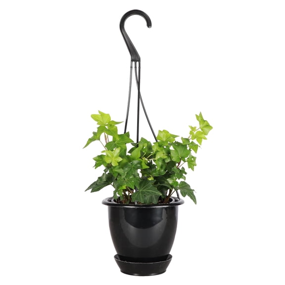 Live Green English Ivy Plant - 4" Hanging Pot - Black