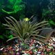thumbnail image 1 of Pecera simulación plástico agua hierba acuario paisajismo plantas decoración Wdftyju  Libre de BPA, 1 of 5