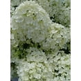 thumbnail image 5 of Bobo® Hardy Hydrangea, 5 of 7