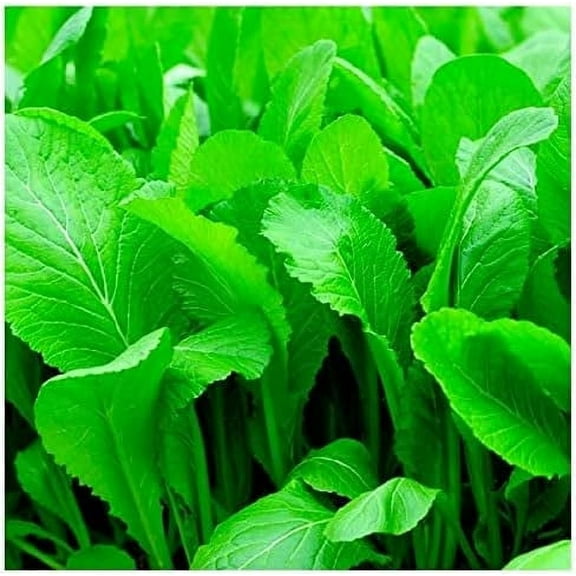 Florida Broadleaf Mustard Greens | Fast Growing | Heat and Cold Tolerant | Non-GMO | Heirloom Garden Seed - Cải bẹ xanh - Small GAI Choi (500 Seeds)