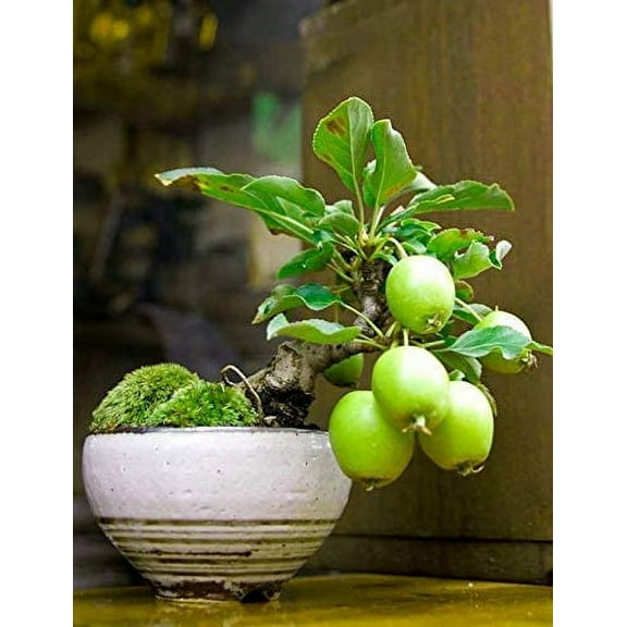 CZ Grain 50 Exotic Guava Fruit Bonsai Tree Seeds