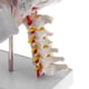 thumbnail image 5 of Réplicas de Modelos Anatómicos de Cráneo Tamaño Natural | Cuello Y Cervical | Adorno de Oficina de Laborato Yotijar Estatua de cráneo de cabeza humana, 5 of 10