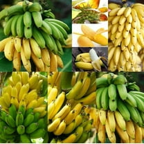 CZ Grain 20 Banana Tree Plant Seeds, Easy Growing