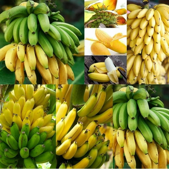 CZ Grain 20 Banana Tree Plant Seeds, Easy Growing
