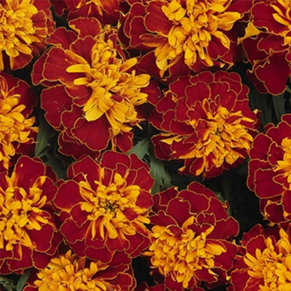Bonanza Series French Marigold Harmony (Bronze w/Gold) 100 Seeds Coated | Tagetes patula Compact 8–12" Plants with 2" Blooms | Heat & Drought Tolerant | Annual Flower for Beds, Borders & Container