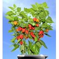 thumbnail image 1 of 10 Red CAROLINA REAPER PEPPER World's Hottest Capsicum Chinense Hot Chili Vegetable Seeds, 1 of 3