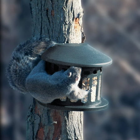 Squirrel Diner