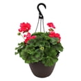 thumbnail image 2 of Expert Gardener 10" Everyday Hanging Basket Flowers, Assorted Colours, 2 of 23