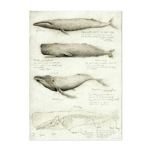 Whale Anatomy - Drawing Nature Vintage Ocean Unframed Wall Art Print 5 x 7 inches