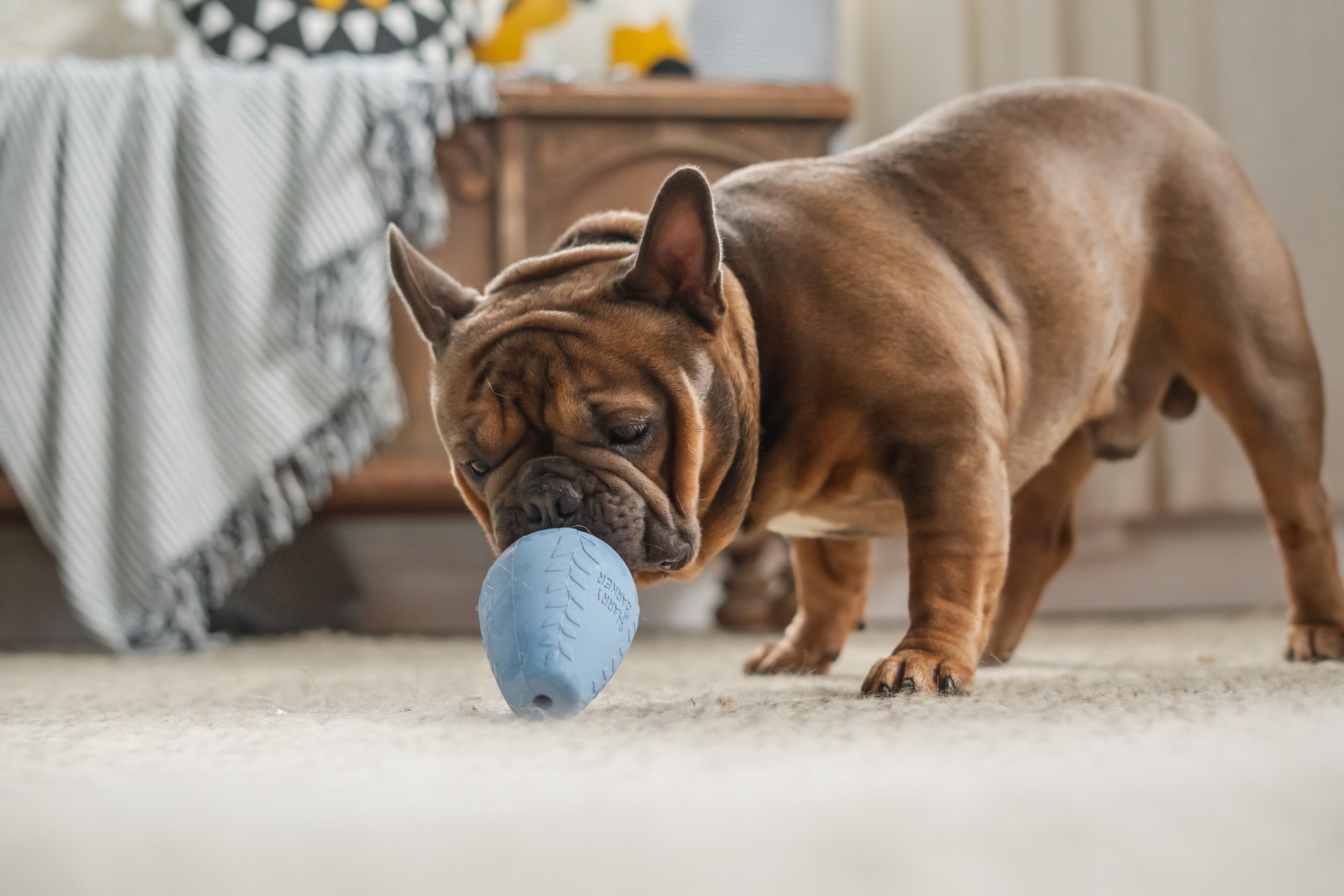 Harry Barker Durable All-Natural Rubber Dog Treater Toy, Blue, XL