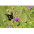 thumbnail image 2 of Day, Richard and Susan 32x23 Black Ornate Wood Framed with Double Matting Museum Art Print Titled - Spicebush swallowtail on Bull thistle, 2 of 4
