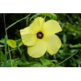 thumbnail image 4 of 40 AMBRETTE / MUSK MALLOW Hibiscus Abelmoschus Moschatus Flower Seeds, 4 of 7