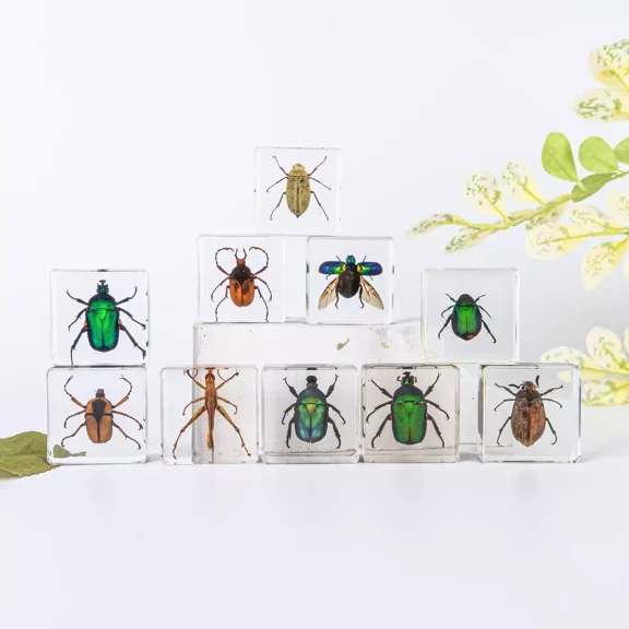 8 Pcs Insect in Resin Specimen Bugs Collection Paperweights Arachnid Resin lot