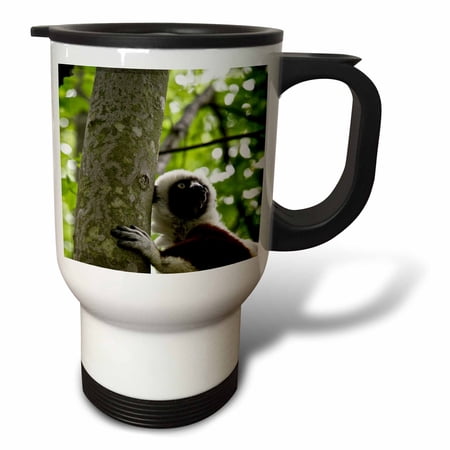 3dRose, Duke Lemur Center Coquerels Sifaka. Captive - USA, North Carolina, 14oz Stainless Steel Travel Mug