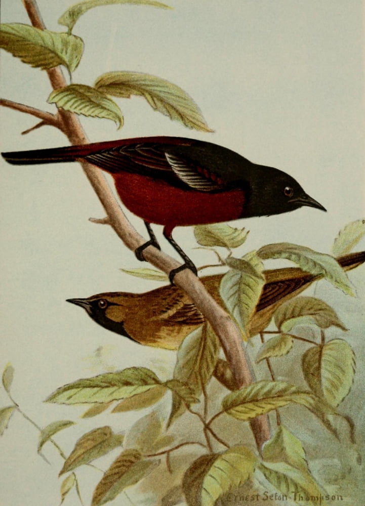 Bird Life 1901 Orch